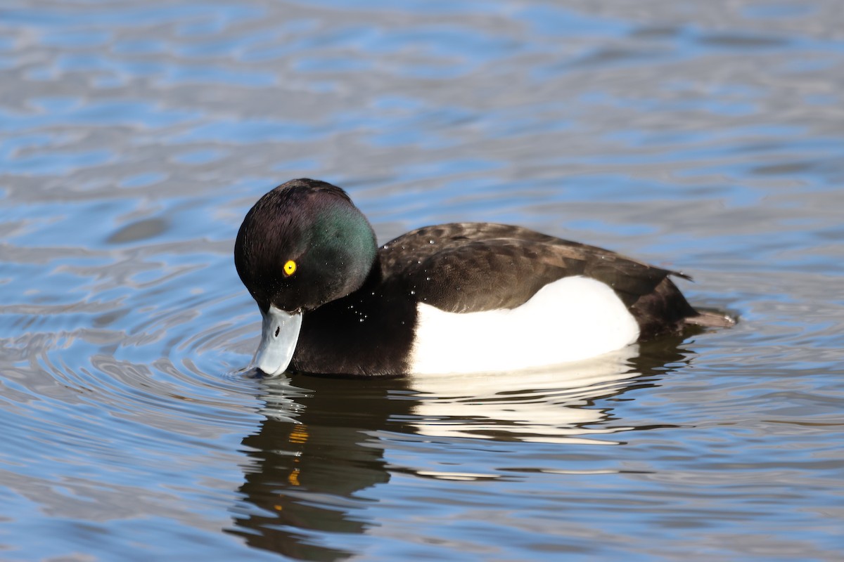 Tufted Duck - ML534534411