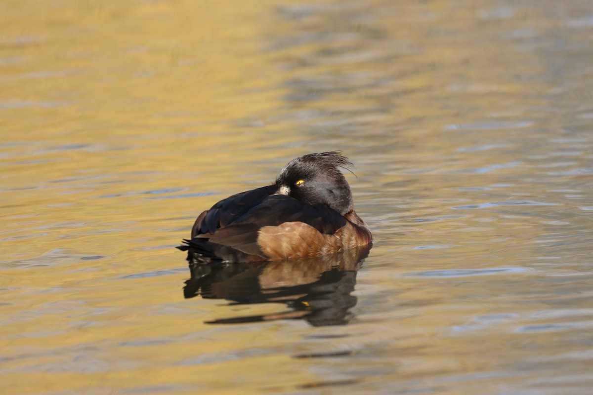 Tufted Duck - ML534534421