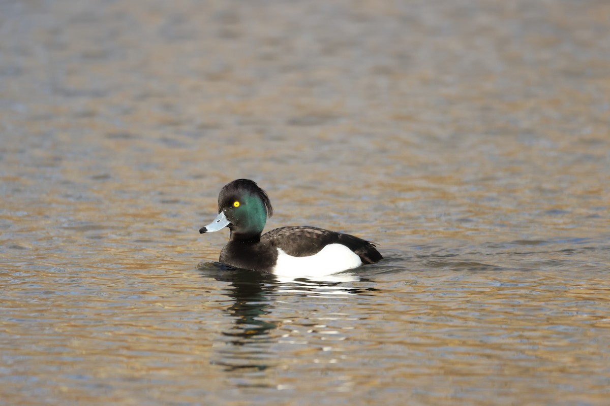 Tufted Duck - ML534534431
