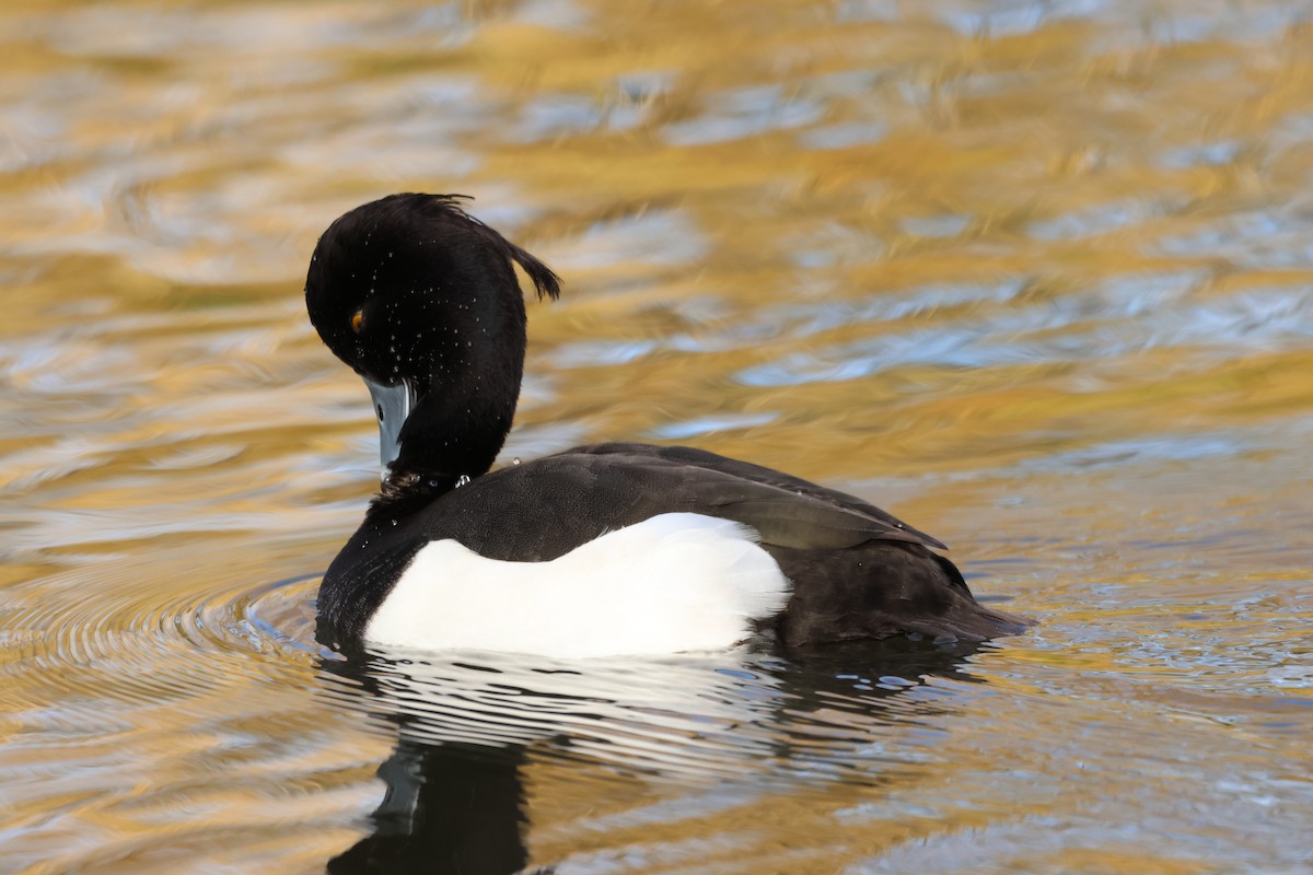 Tufted Duck - ML534534451