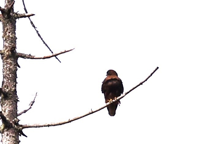 Red-tailed Hawk - ML534534701