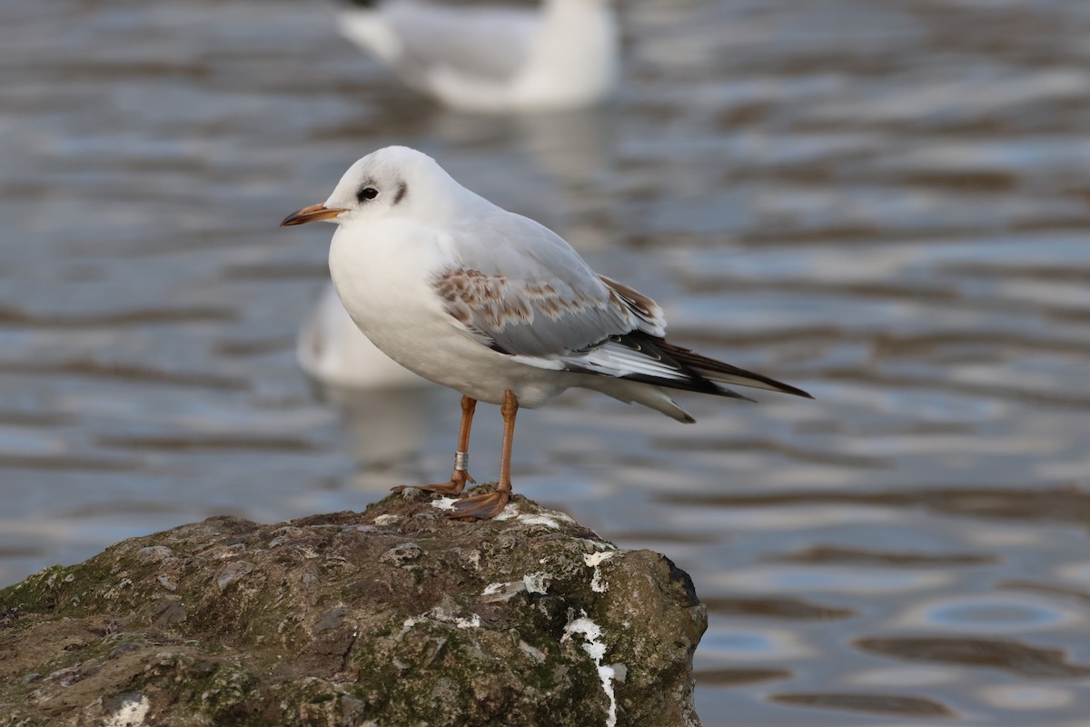 Black-headed Gull - ML534534871