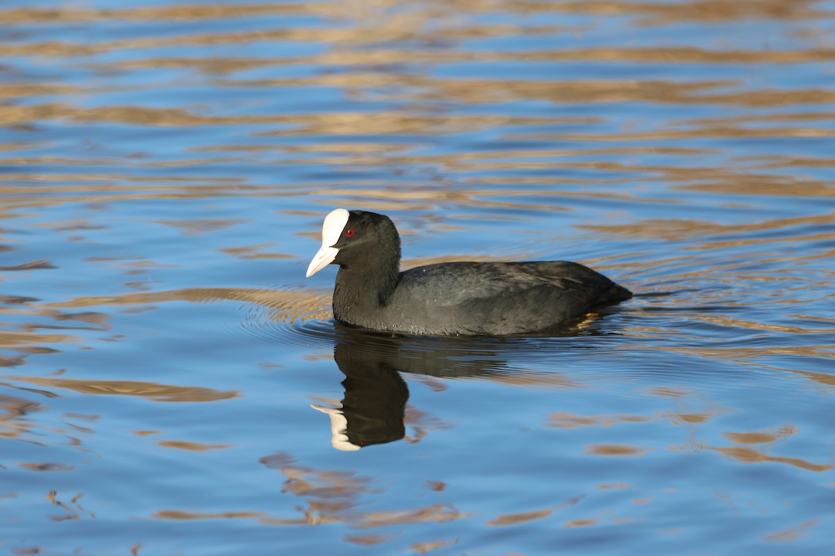 Eurasian Coot - ML534535011