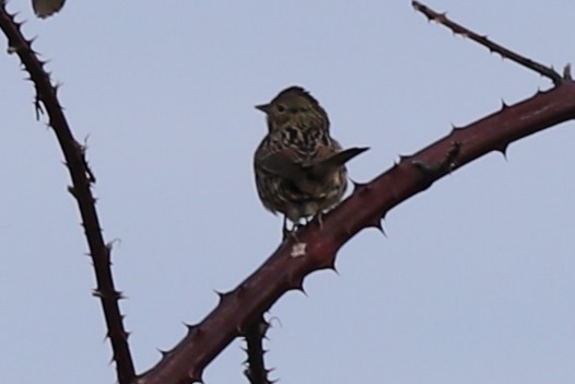 new world sparrow sp. - ML534535121