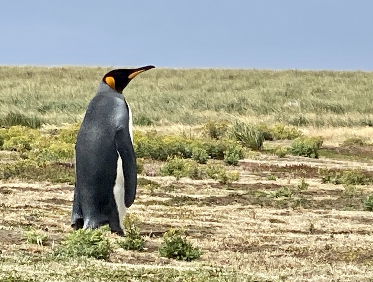 King Penguin - Andy Pollard / Falklands Nature