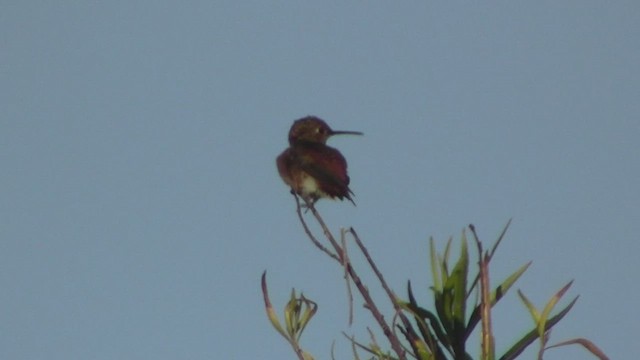 Colibrí de Allen - ML534536751