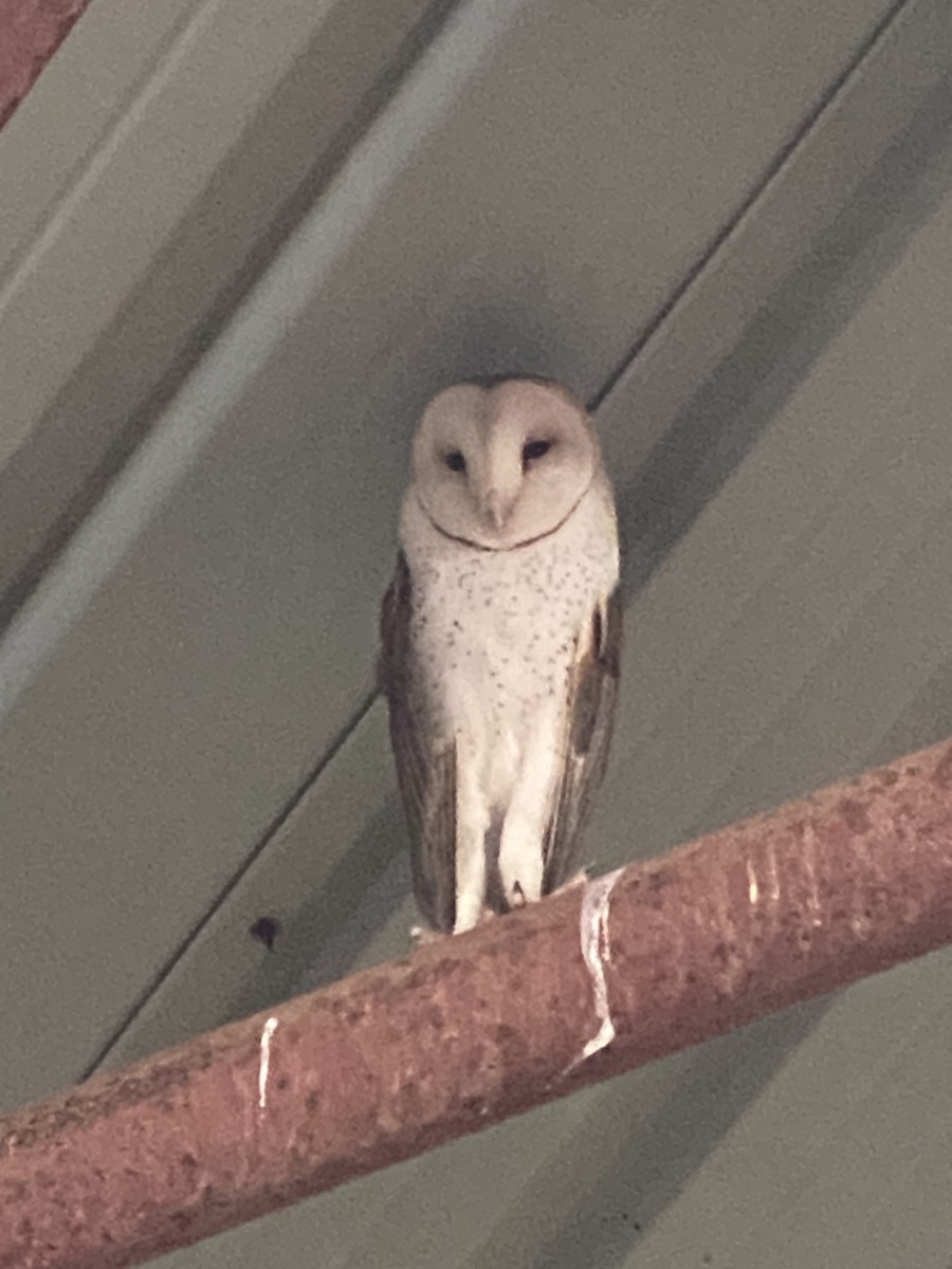 Barn Owl - Andy Pollard / Falklands Nature