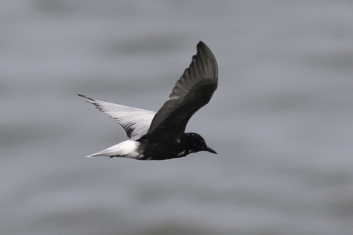 White-winged Tern - Vikas Madhav Nagarajan