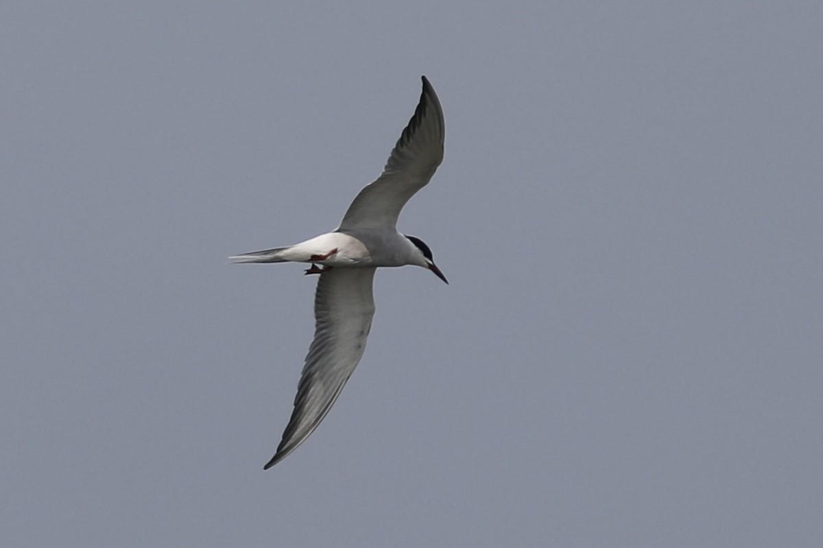 Common Tern - ML534538191