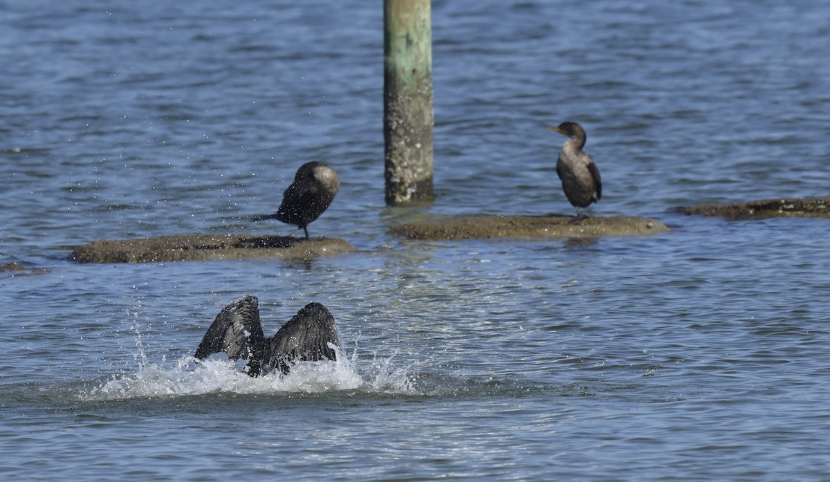 Double-crested Cormorant - ML534538571