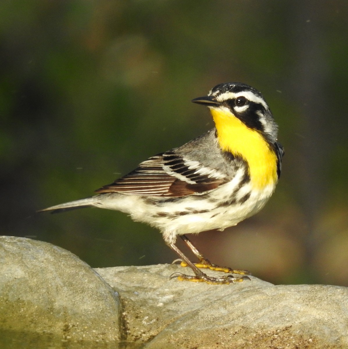 Yellow-throated Warbler - Erika Gates