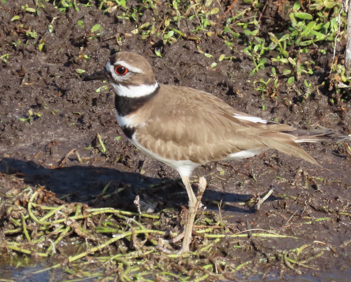 Killdeer - ML534539841