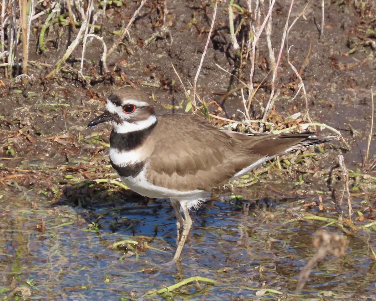 Killdeer - ML534539851