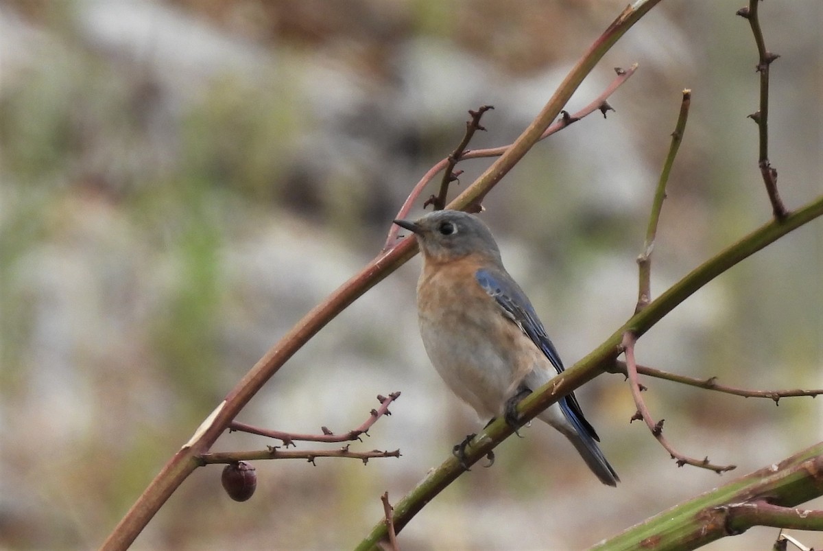 Eastern Bluebird (Mexican) - Carlos Mancera (Tuxtla Birding Club)