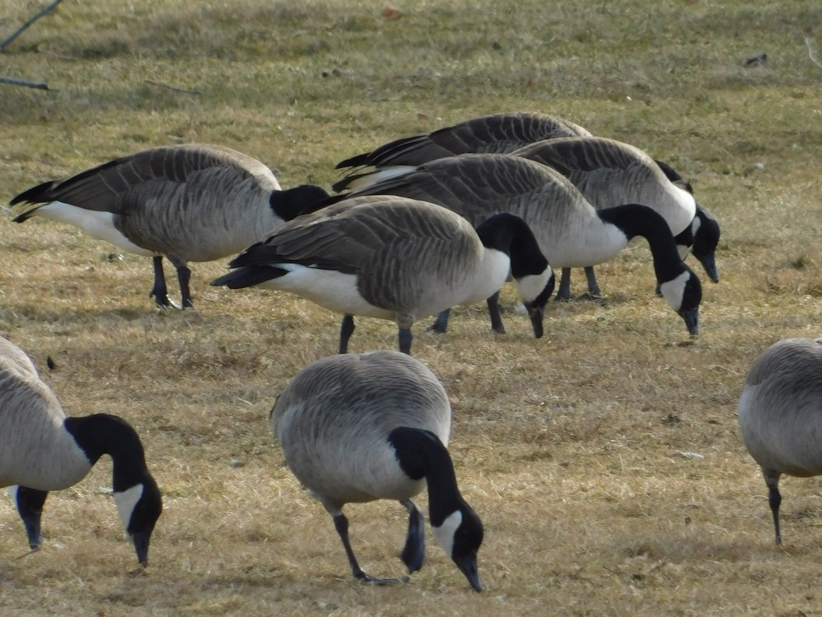 Canada Goose - ML534540341