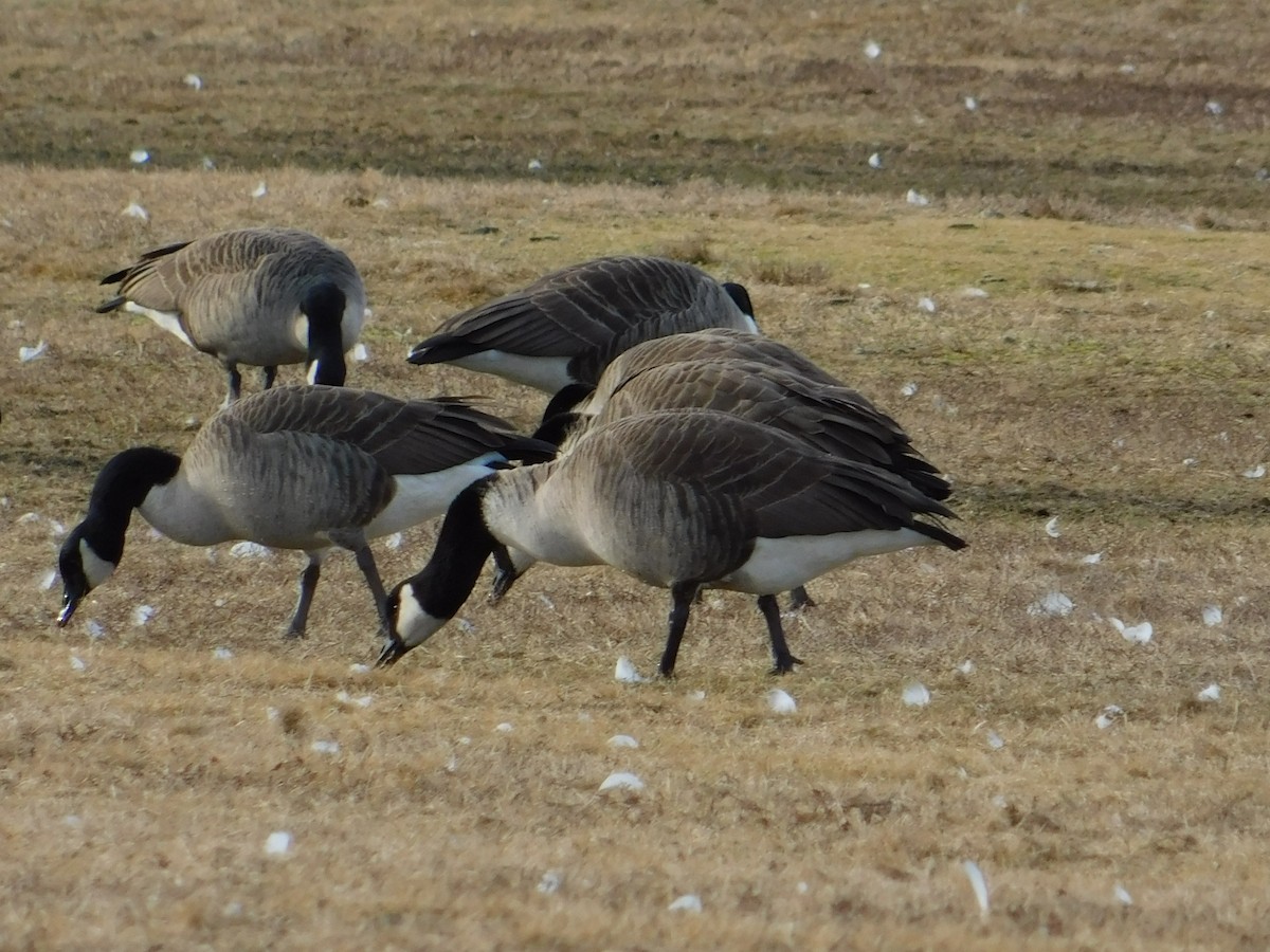 Canada Goose - ML534540381