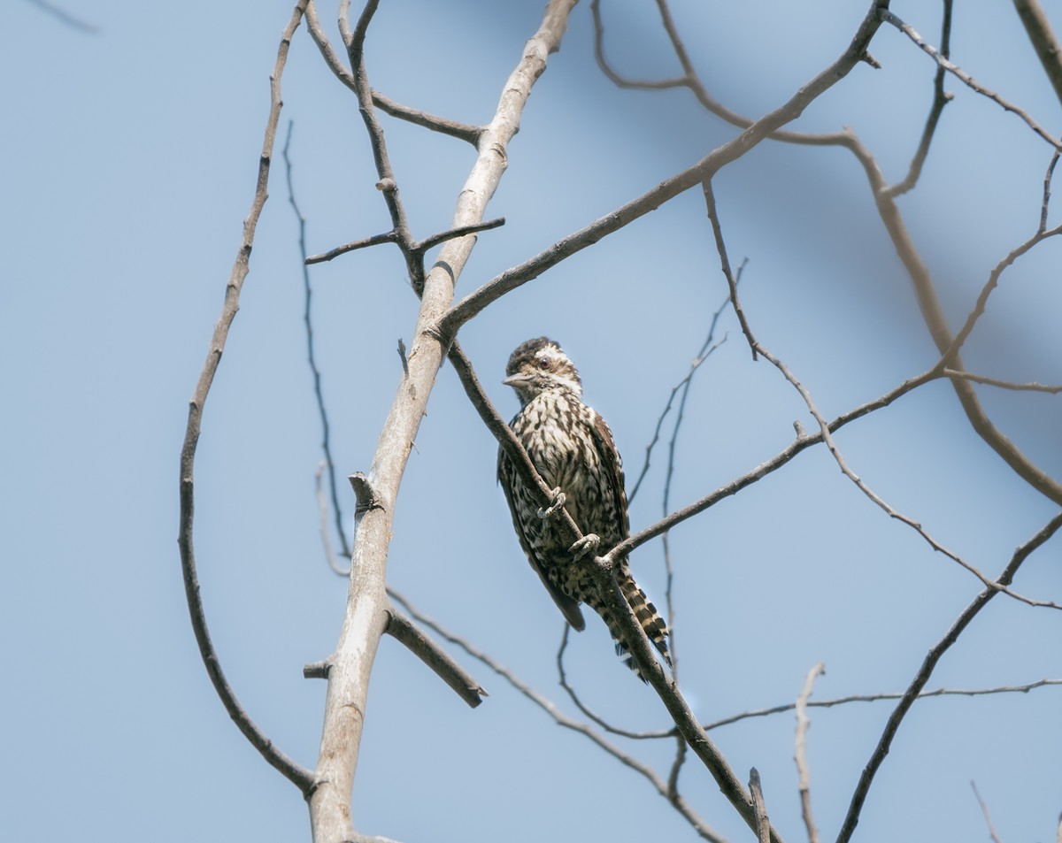 Striped Woodpecker - ML534541161