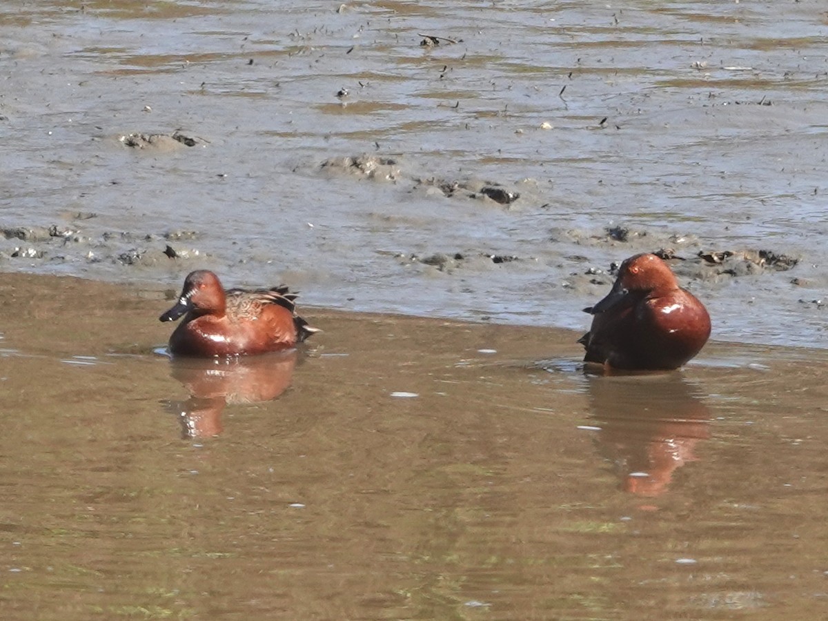 Cinnamon Teal - ML534543481