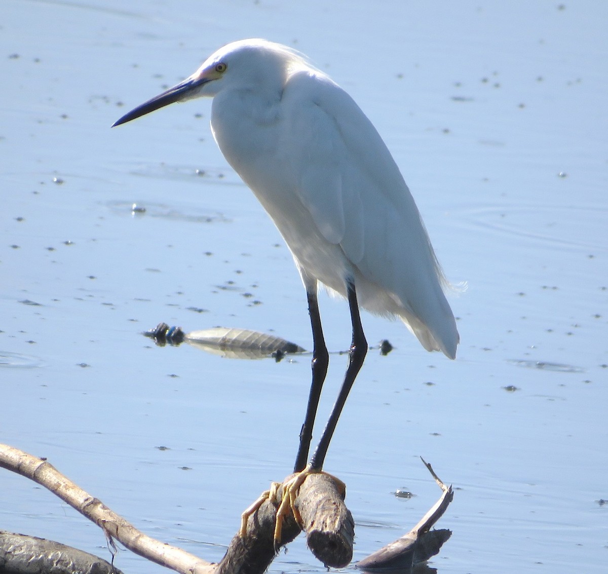 Snowy Egret - ML534543521