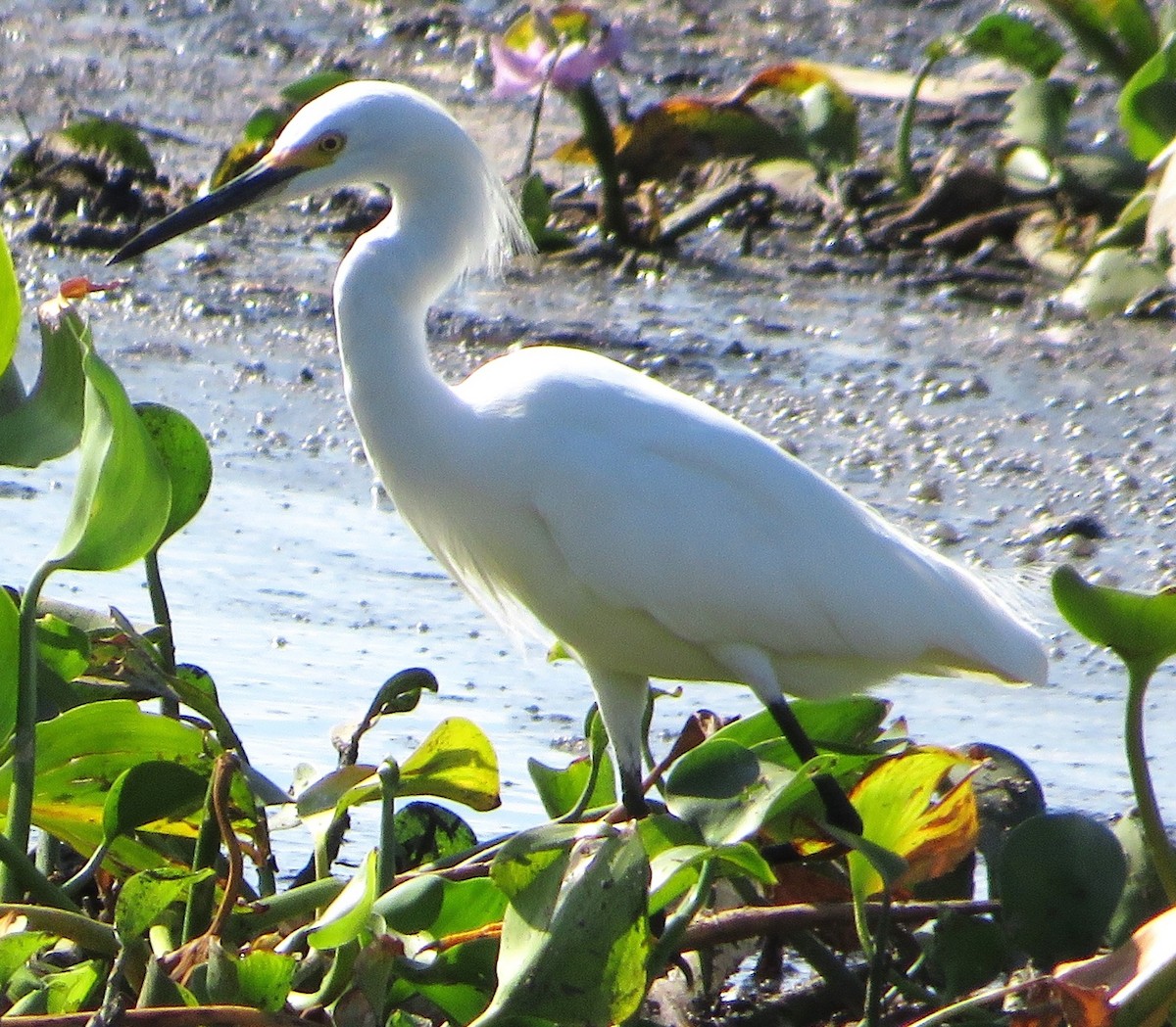 Snowy Egret - ML534543531