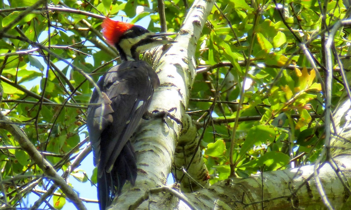 Pileated Woodpecker - Cuneyt Yilmaz