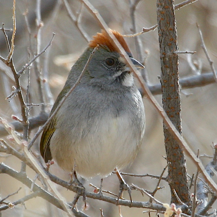 Green-tailed Towhee - ML534545951