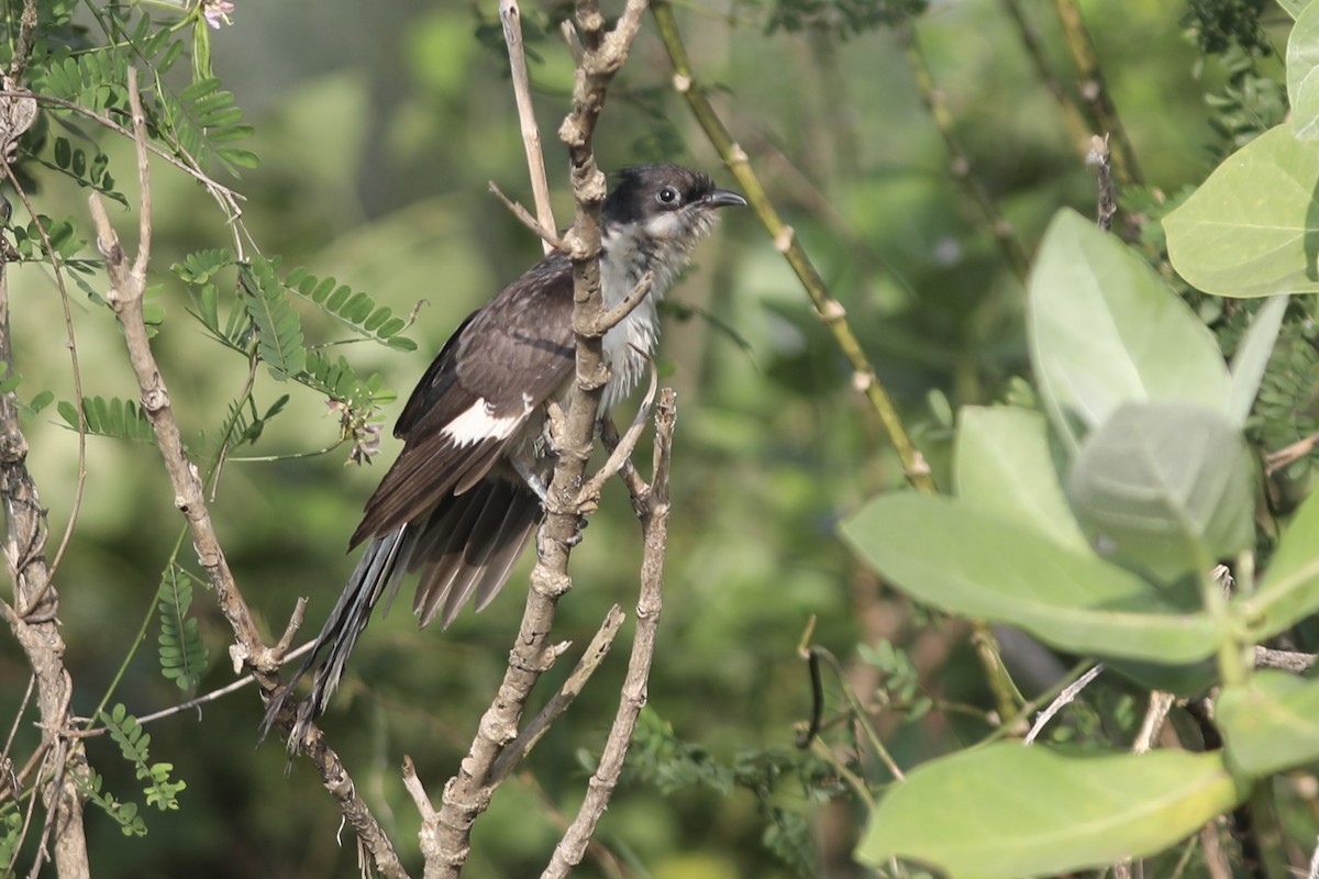 Pied Cuckoo - ML534546301