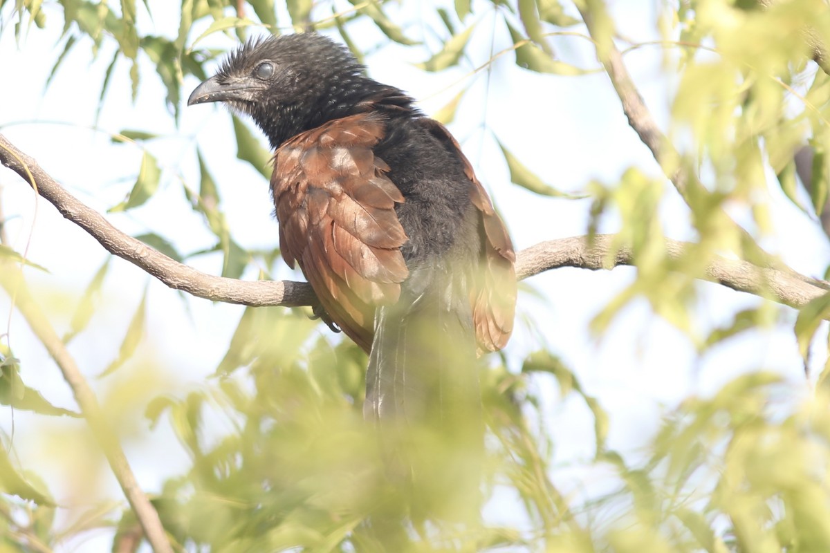 Grand Coucal - ML534546311