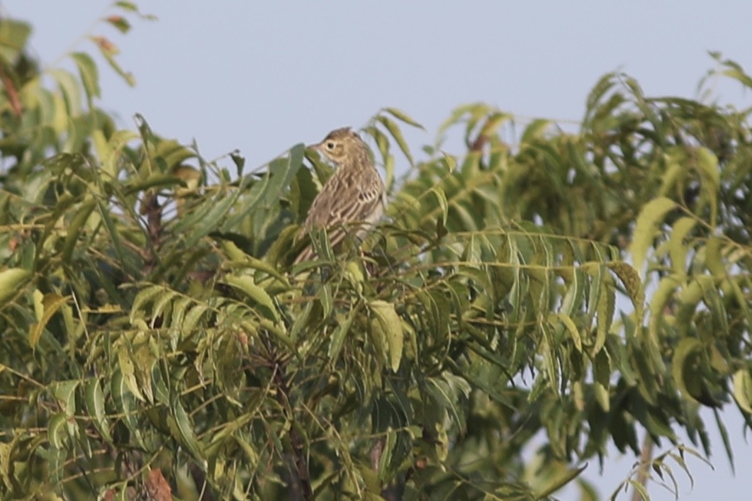 Blyth's Pipit - ML534546341