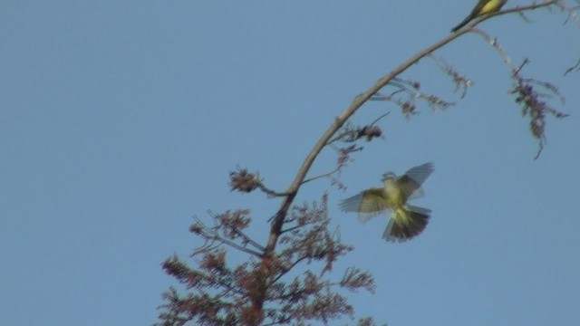 Western Kingbird - ML534546551