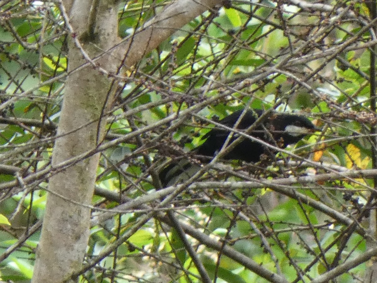 Black Solitaire - ML534546961