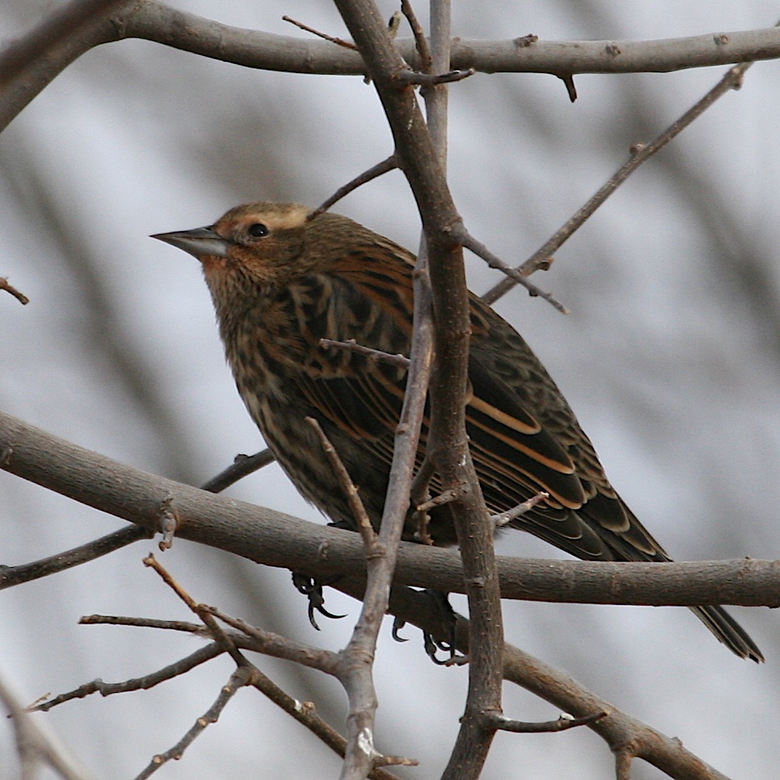 Red-winged Blackbird - ML534547621