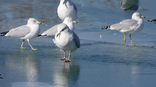 Goéland arctique - ML534547791