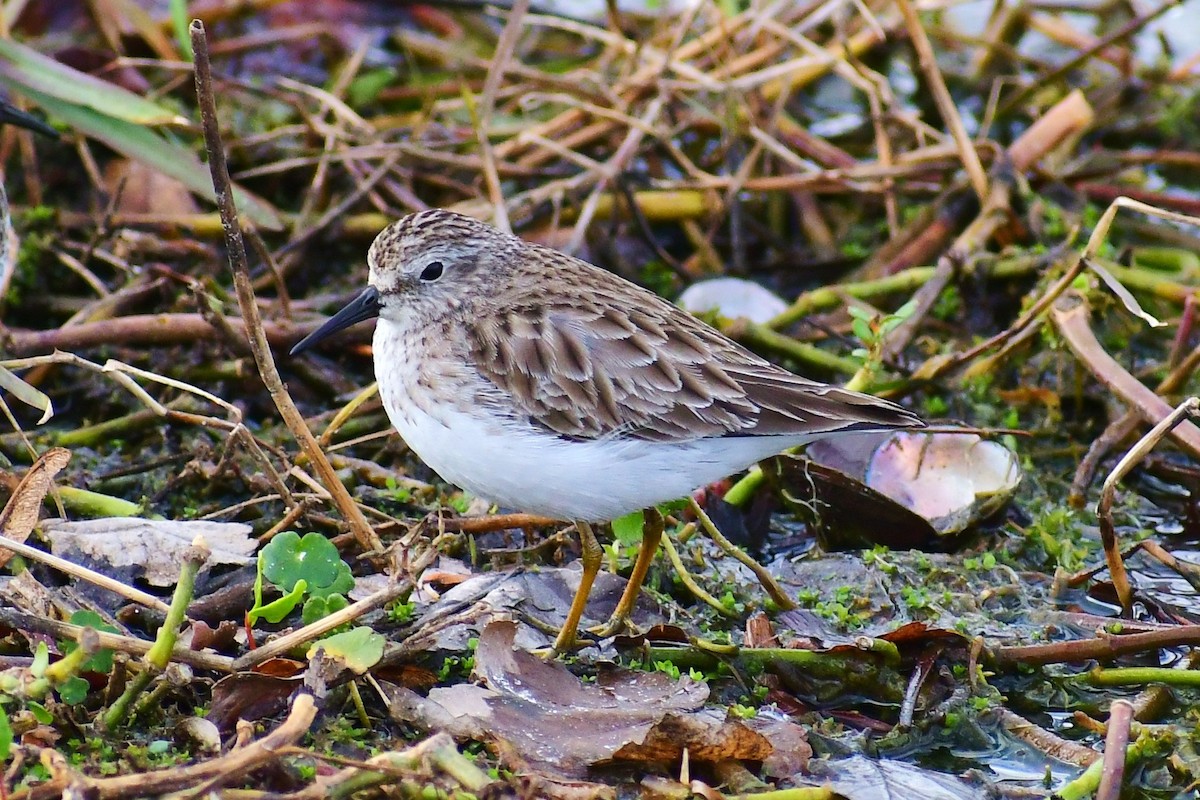 Wiesenstrandläufer - ML534548081