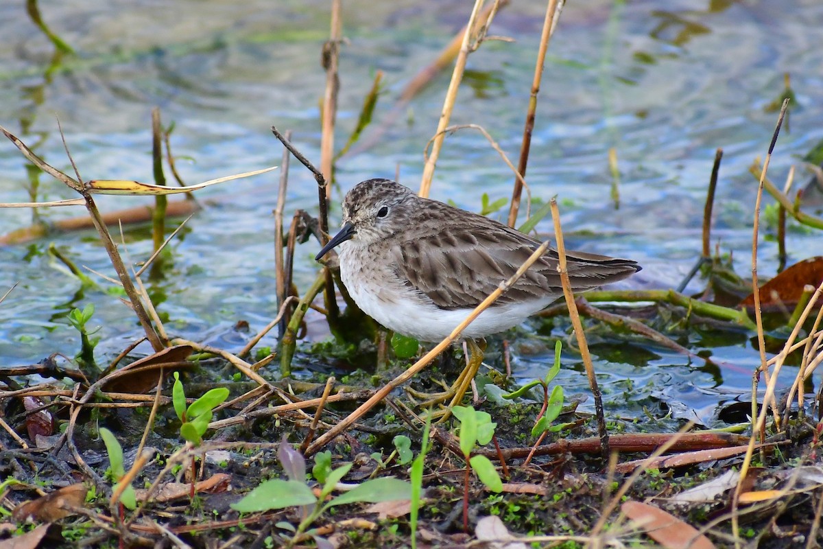 Wiesenstrandläufer - ML534548091