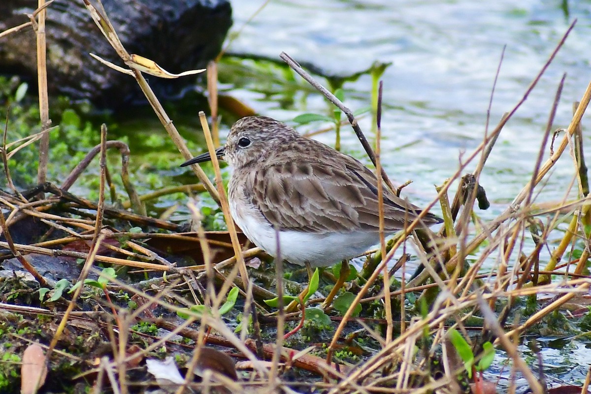 Least Sandpiper - ML534548111