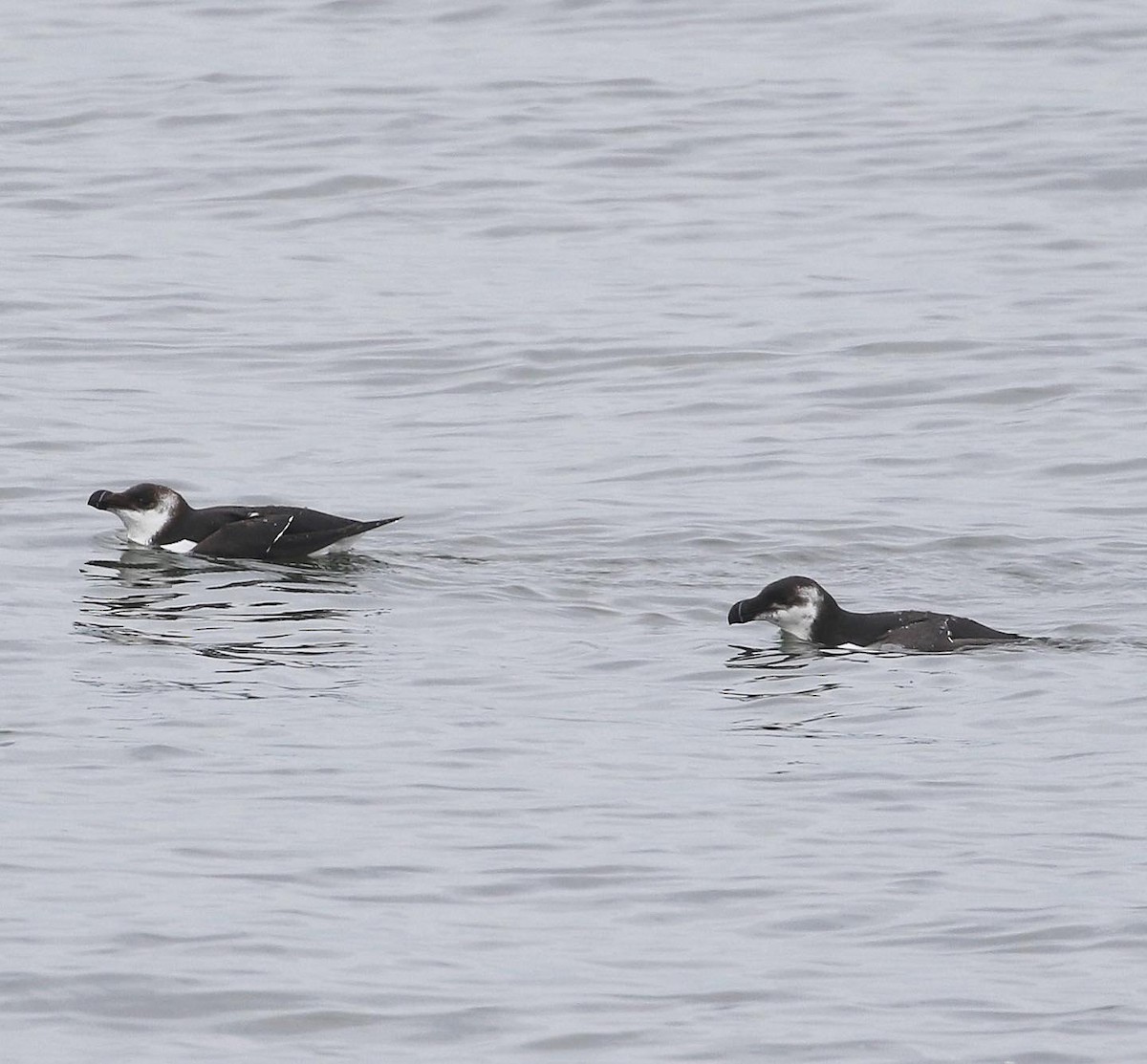 Razorbill - ML534548181