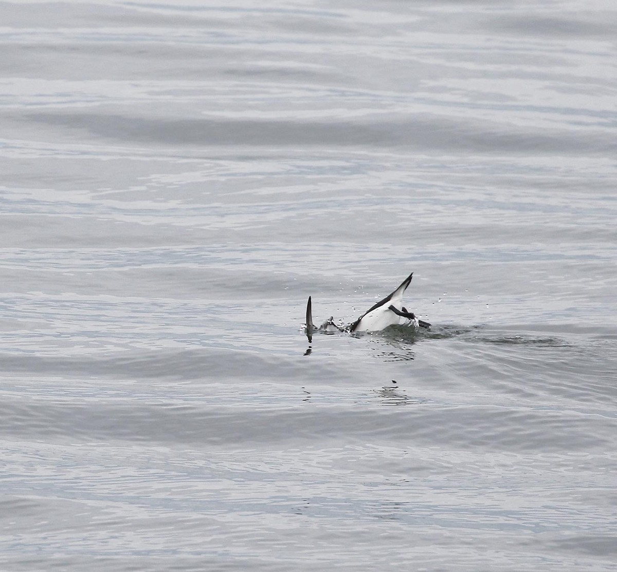 Razorbill - ML534548201