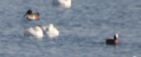 American Wigeon - ML534549061