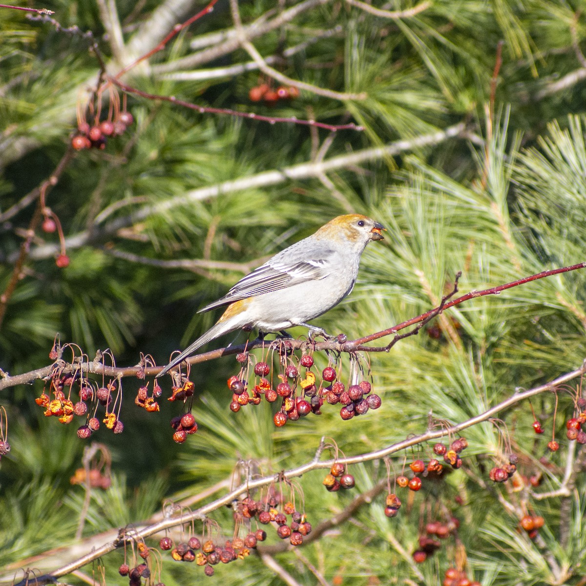 Pine Grosbeak - ML534549531