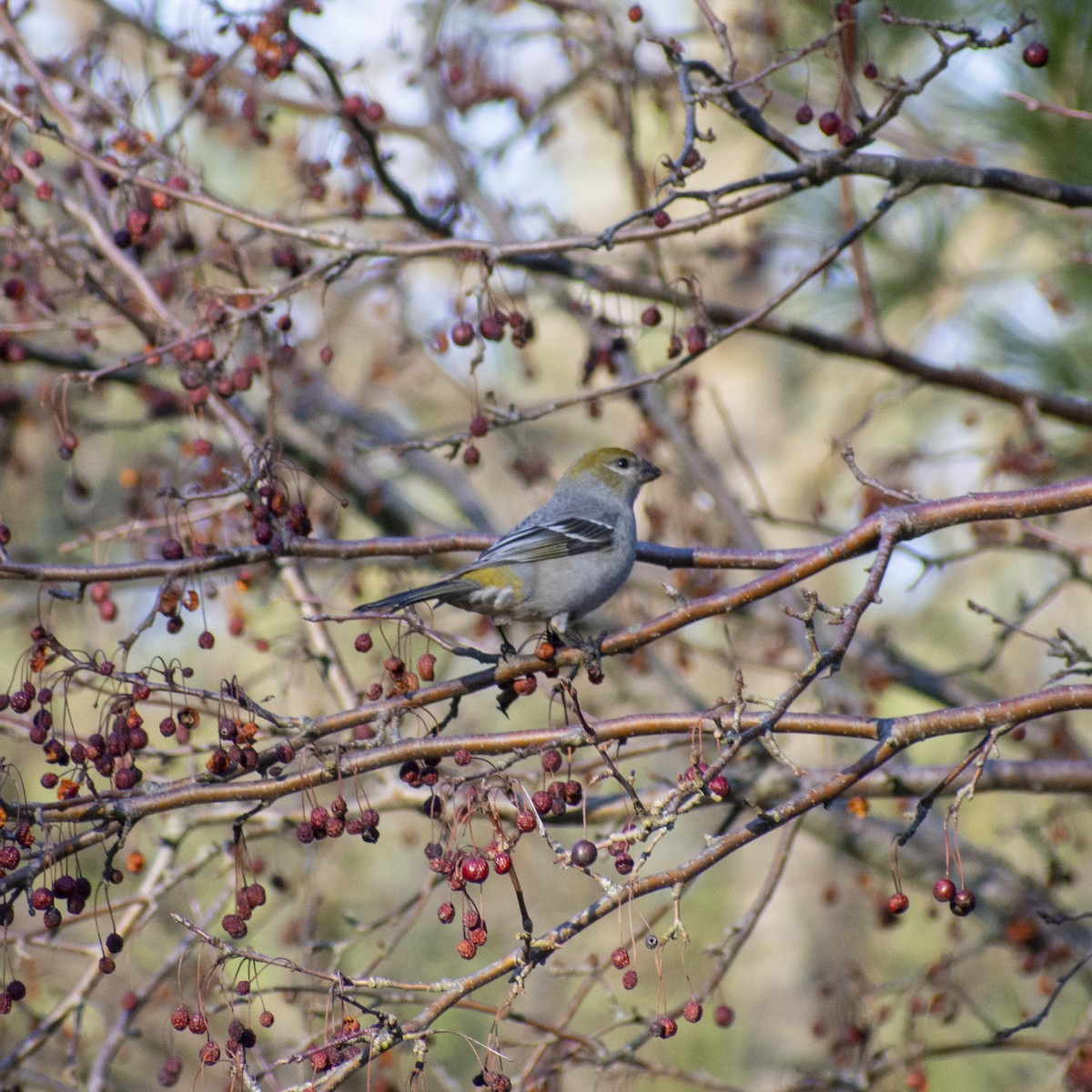 Pine Grosbeak - ML534549541