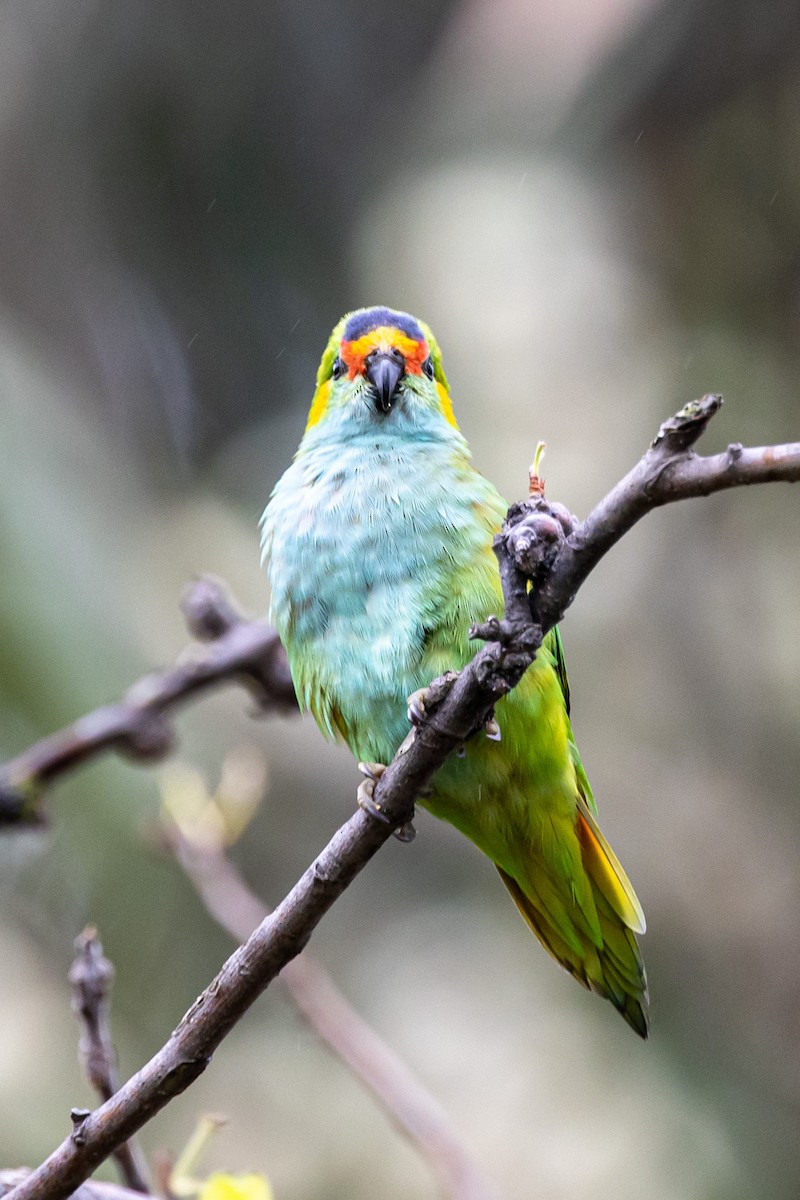 Purple-crowned Lorikeet - John Hurrell