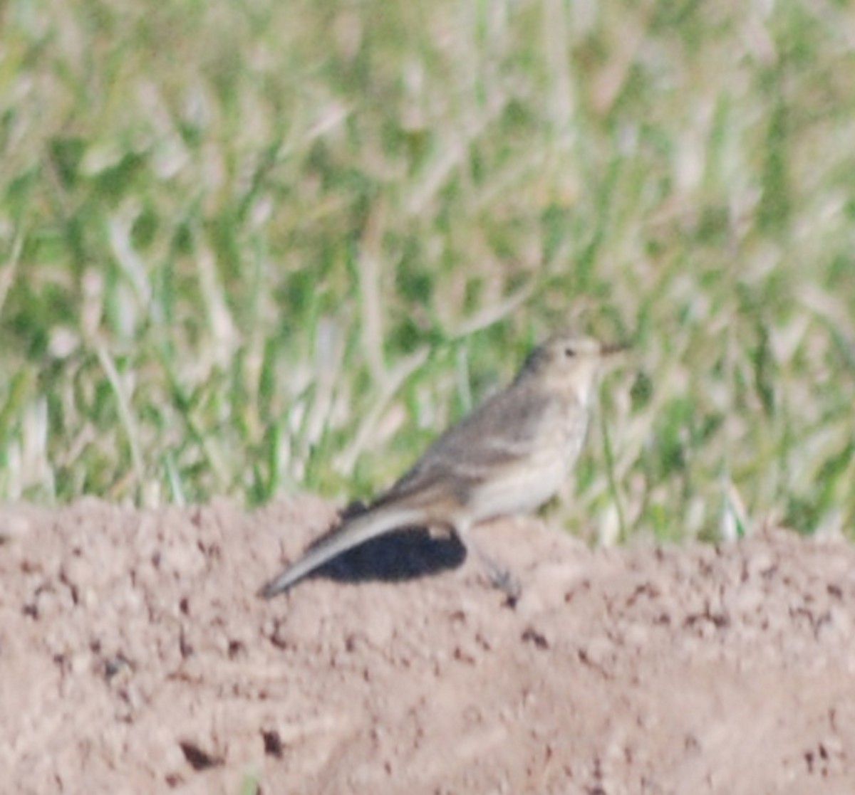 American Pipit - ML534550961