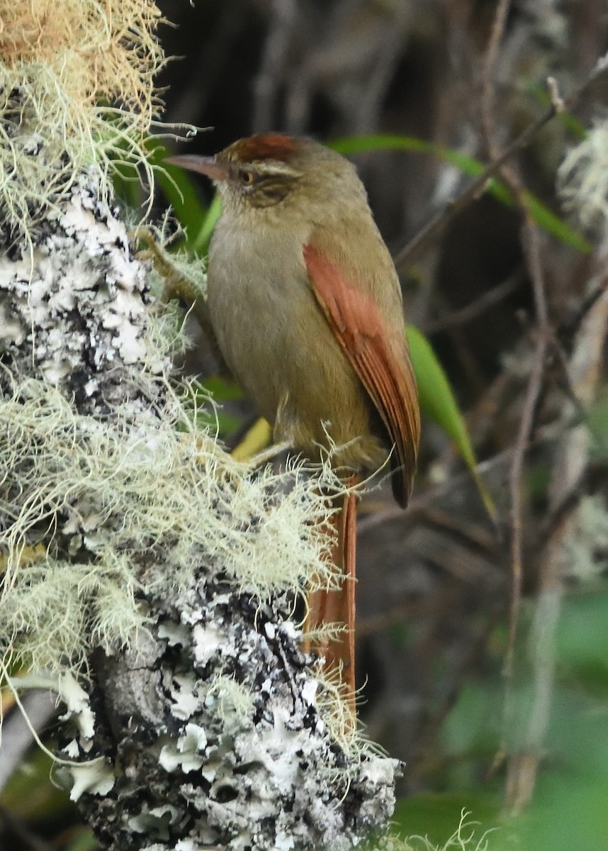Streak-capped Spinetail - ML534552271