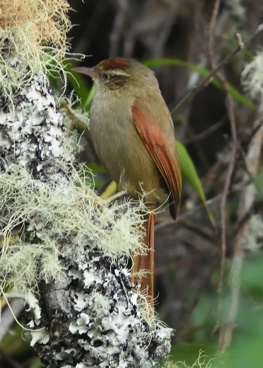 Streak-capped Spinetail - Guy Babineau