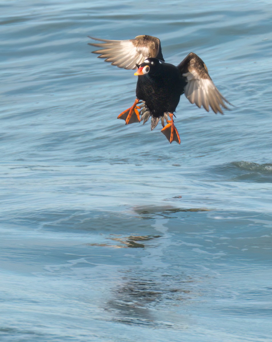 Surf Scoter - ML534553271