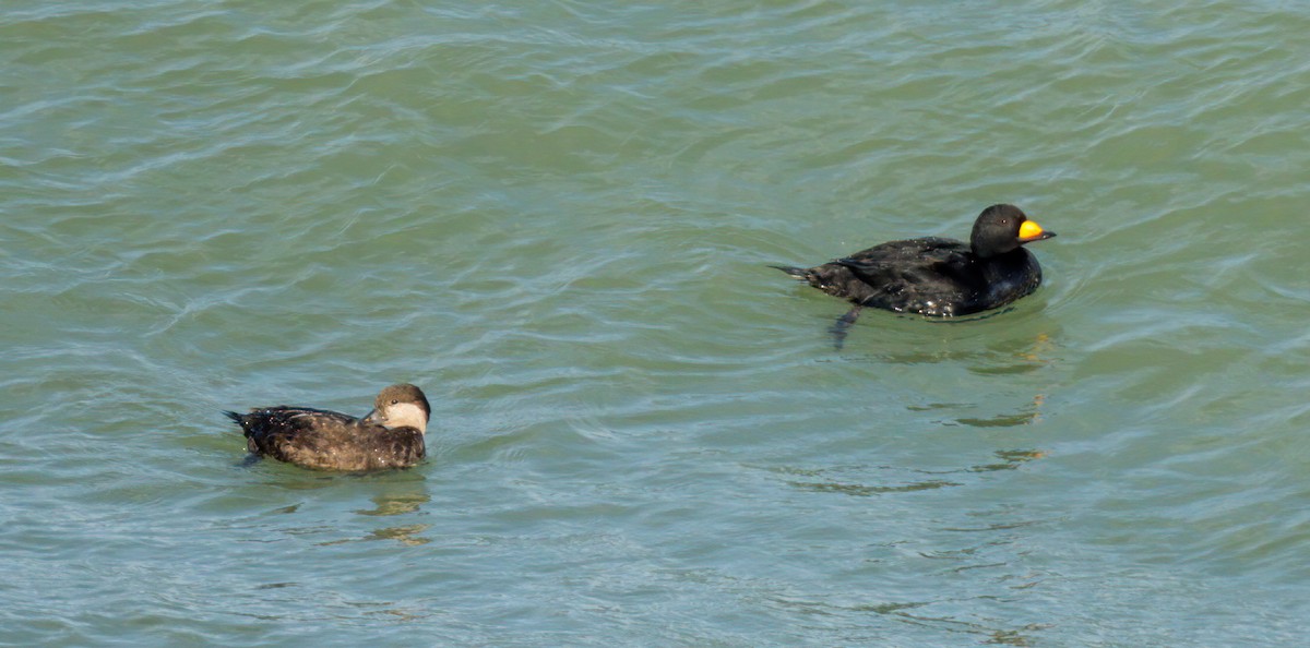Black Scoter - ML534553311