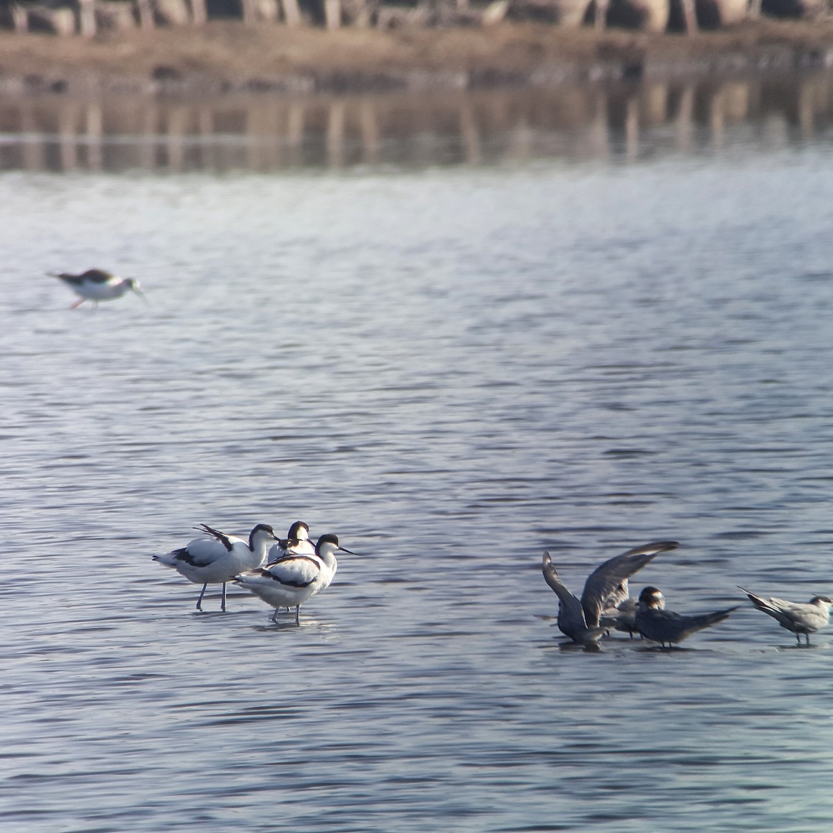 Avocette élégante - ML53455351