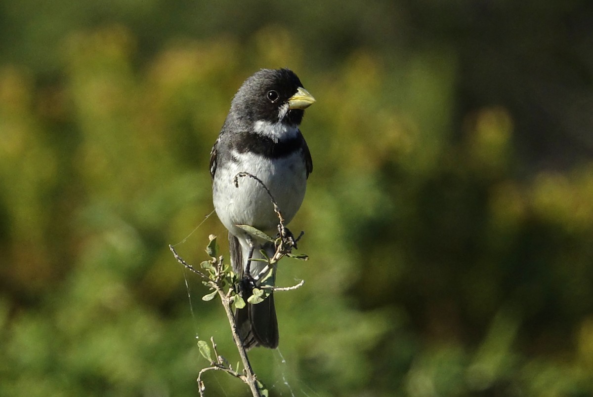 Double-collared Seedeater - Silvio Montani