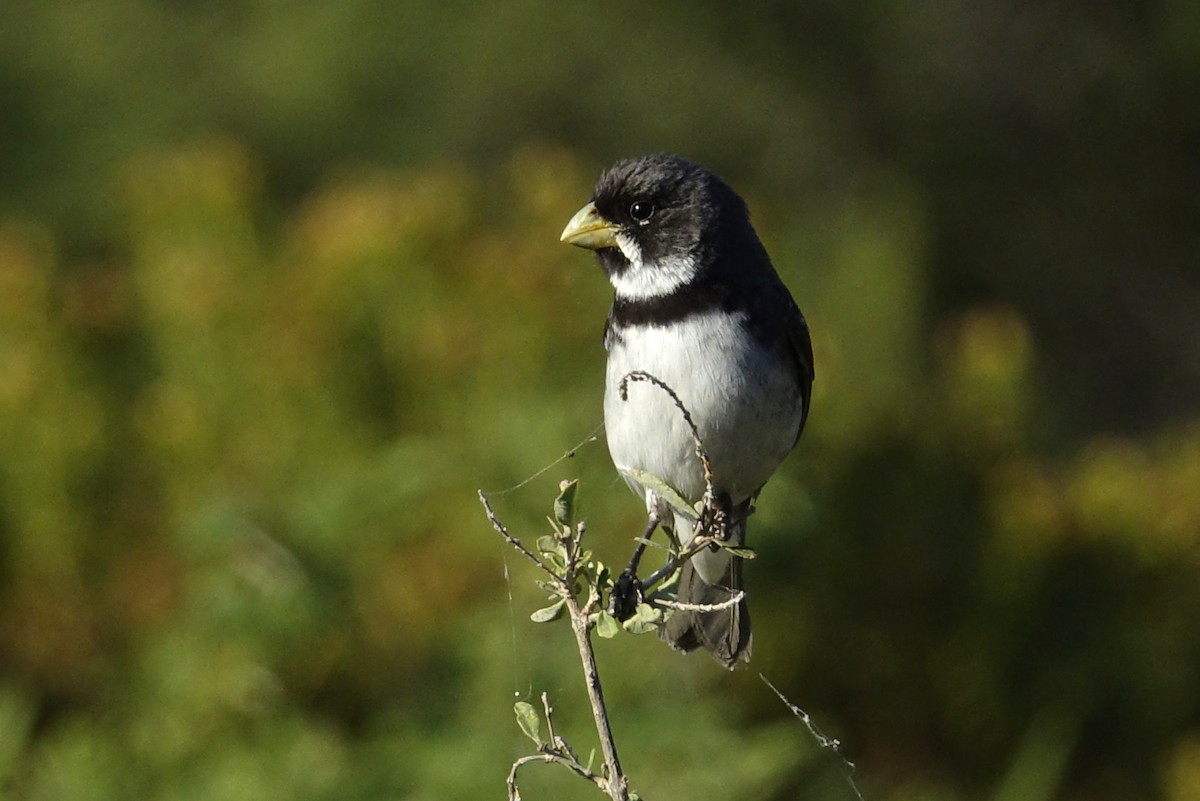 Double-collared Seedeater - Silvio Montani